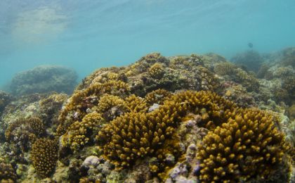 世界海洋遭遇创纪录高温 全球多地珊瑚礁白化现象加剧
