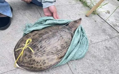 多地街头贩卖“野生鳖” 专家急呼：不能吃！放生危害更大！？