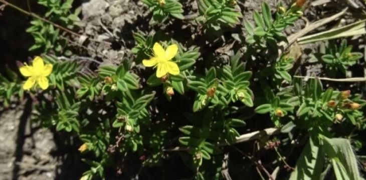 南山国家公园候选区发现新物种：舜皇山金丝桃