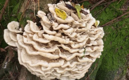 首次发现此真菌 广西发现花状肉齿耳