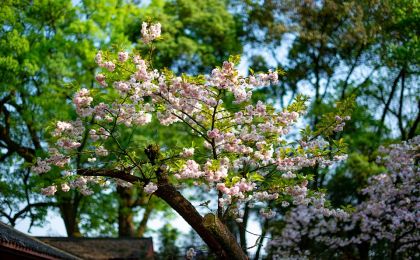 泸州“绿芽”：以环保志愿服务守护美丽泸州