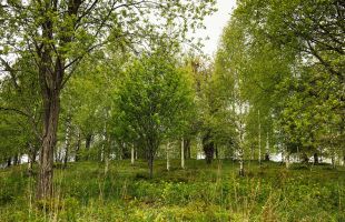 中国人民银行等三部门发文支持林业高质量发展