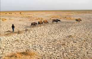 报告显示全球40%地区面临干旱问题，每年经济损失高达3070亿美元