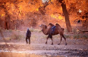 “红色、秋色和月色”共同点燃出游热情 国庆中秋长假临近，旅游市场迎来预订高峰
