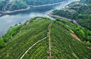 一片富硒茶里的致富经——安康市富硒产业绿色发展启新程