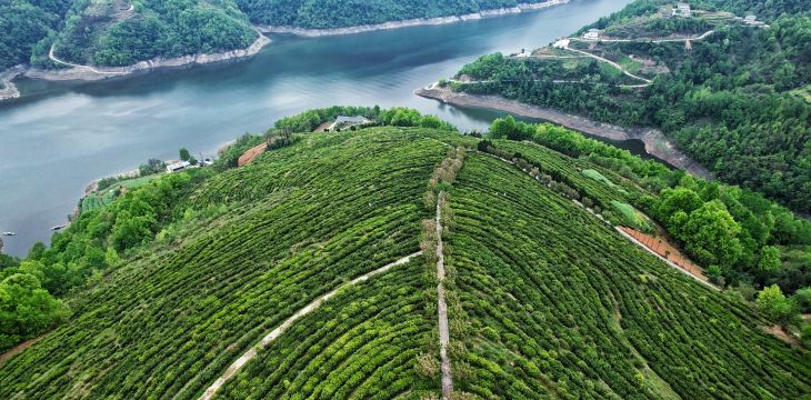 一片富硒茶里的致富经——安康市富硒产业绿色发展启新程