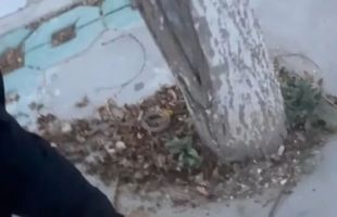 银川一国家级城市湿地公园被指“水泥封树坑”，当地自然资源局回应