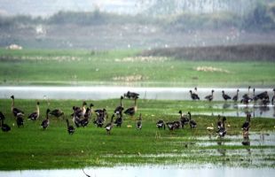 加强湿地保护法规建设 湖南拟修订湿地保护条例