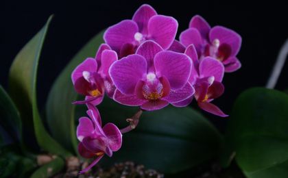 北京顺义多维发力激活秋季花卉消费市场