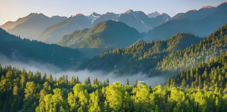 发挥森林多功能效益，推进加蓬森林可持续开发