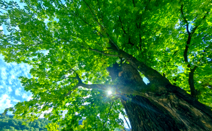 国家林草局：我国已启动第三次全国古树名木资源普查