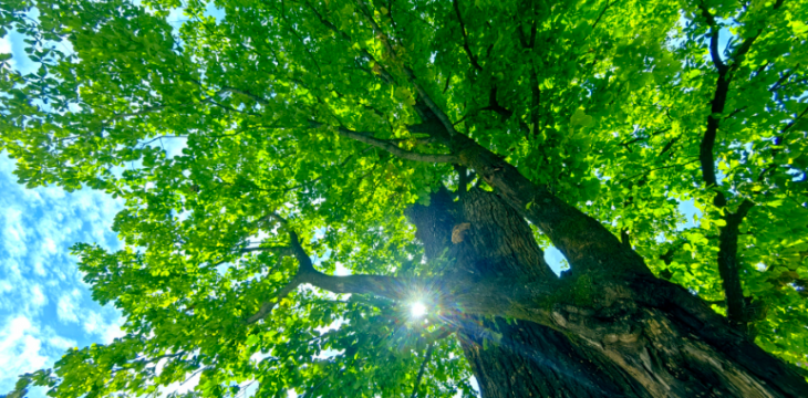 国家林草局：我国已启动第三次全国古树名木资源普查