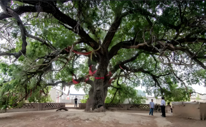 首批“国保单位·古树名木”协同保护名录公布