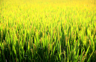 为绿色农业培育科创沃土