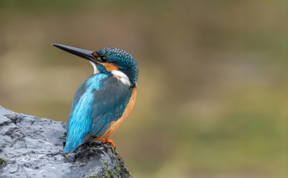 从“白冠长尾雉之乡”管窥观鸟热