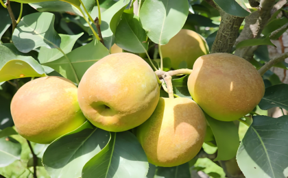 新疆从“林果大区”迈向“林果强区”——  小果子“链”起大产业