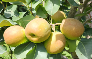 新疆从“林果大区”迈向“林果强区”——  小果子“链”起大产业