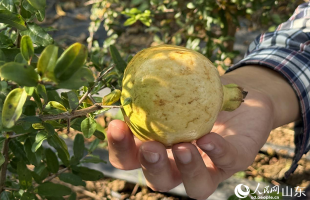 “太空石榴”育出新希望