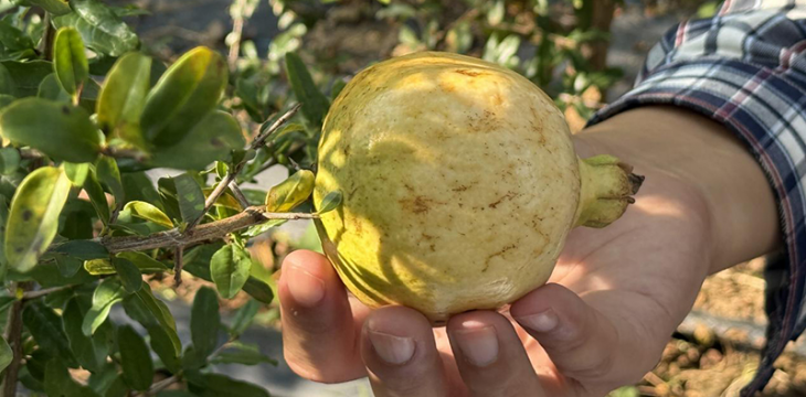 “太空石榴”育出新希望