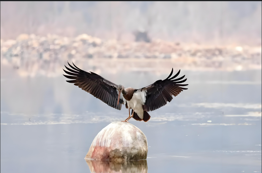 甘肃张掖黑河湿地黑鹳迁徙研究取得突破