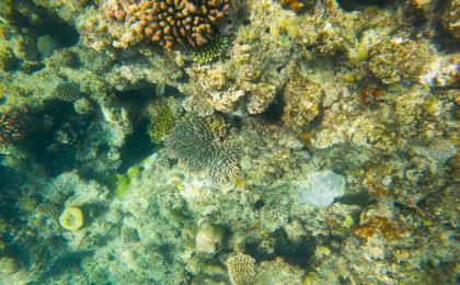 研究报告：全球温水珊瑚礁正越过生存临界点