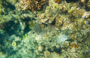 研究报告：全球温水珊瑚礁正越过生存临界点