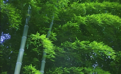 “以竹代塑”创新成果成功迈入汽车领域