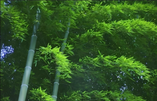 “以竹代塑”创新成果成功迈入汽车领域