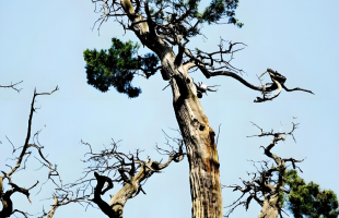 千年古树有了专属“保护套餐”  