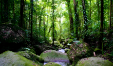 气候变化 澳大利亚热带雨林“吸碳”变“排碳”