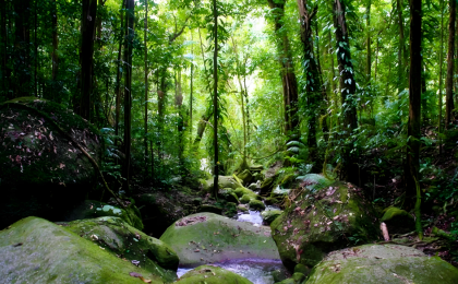 气候变化 澳大利亚热带雨林“吸碳”变“排碳”