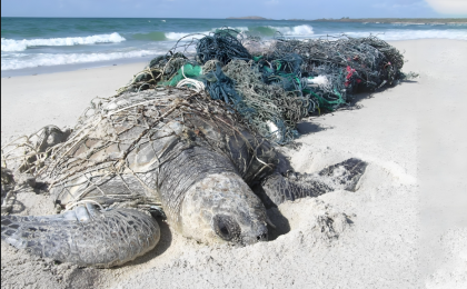 交界海域废弃网具困住海洋生物？嵊泗检察机关推动跨区域协同治理？