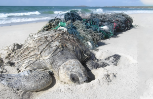 交界海域废弃网具困住海洋生物？嵊泗检察机关推动跨区域协同治理