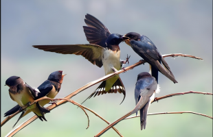 “燕子冻毙于深秋”是一记警钟