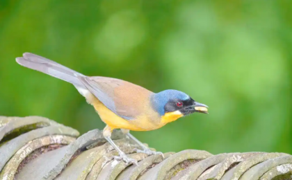 我国多个鸟类濒危物种种群稳定增长