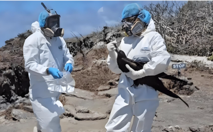 禽流感在德国快速蔓延 已扑杀约40万只禽类