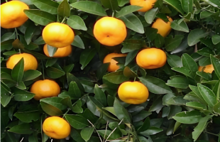 南丰蜜桔何以“长丰”？