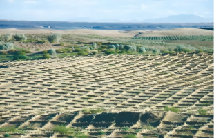 从“沙进人退”到“绿进沙退”，科技治沙有新招！  