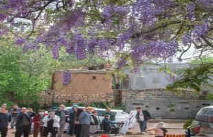 紫藤花下，文艺赋美的乡土实践