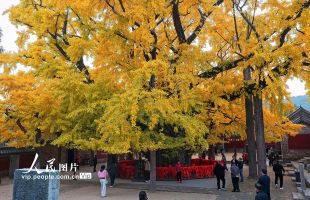 山东莒县：千年银杏树进入最佳观赏期
