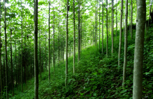 “发展林下经济”的深层逻辑 