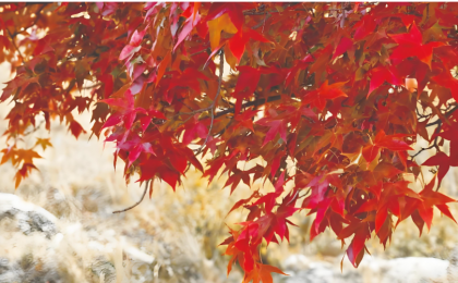 全面禁止捡拾落叶值得商榷