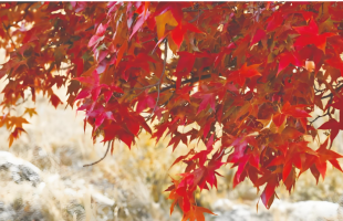 全面禁止捡拾落叶值得商榷