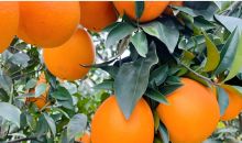 高成国：“一棵树”致富30万人  