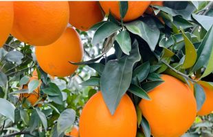 高成国：“一棵树”致富30万人  