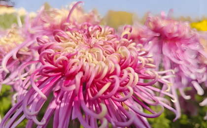 花开傲霜枝 菊色满晋阳    