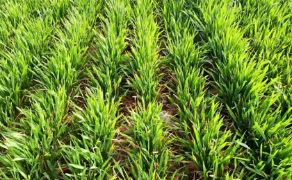 全国冬小麦播种过九成  