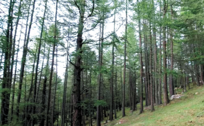 国家发展改革委等部门部署加快建设现代化国有林场  