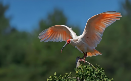 “朱鹮之乡”端起生态饭碗    