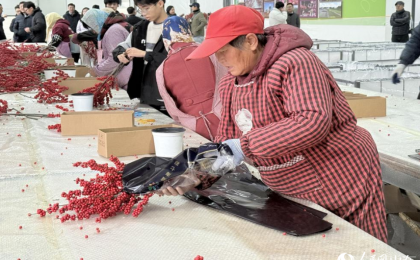 山东威海：成山民宿兴村，菱角湾红果富民    